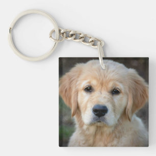Golden Retriever Puppy