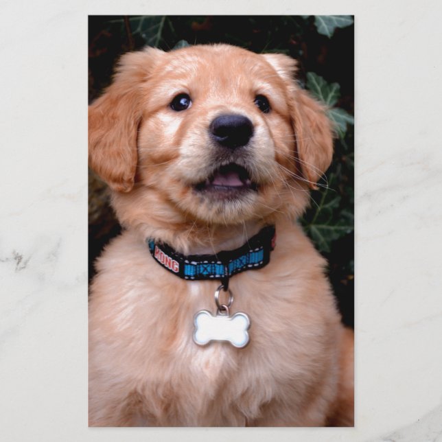 Golden Retriever Puppy (Framsida)