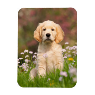 Golden Retriever puppy a söt Goldie - Magnet