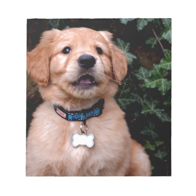 Golden Retriever Puppy Anteckningsblock (Framsida)