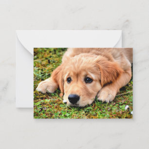 Golden Retriever Puppy Anteckningskort