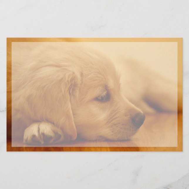 Golden Retriever Puppy Brevpapper (Framsida)