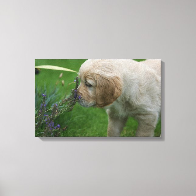 Golden Retriever Puppy Canvastryck (Framsida)