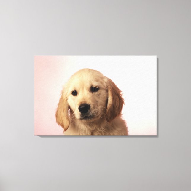 Golden Retriever Puppy Canvastryck (Framsida)