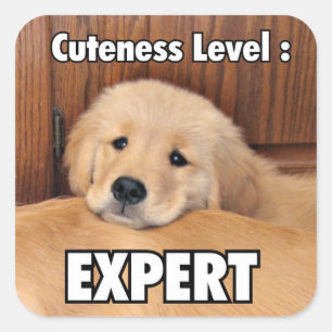 Golden Retriever Puppy Cuteness Level Fyrkantigt Klistermärke