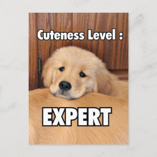 Golden Retriever Puppy Cuteness Level Vykort