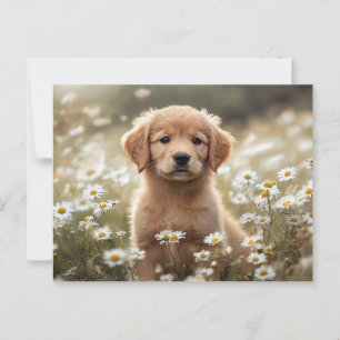 Golden Retriever Puppy Daisy Fält Vykort