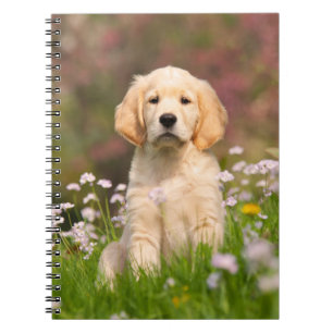 Golden Retriever puppy en söt Goldie Anteckningsbok Med Spiral