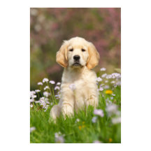 Golden Retriever puppy en söt Goldie