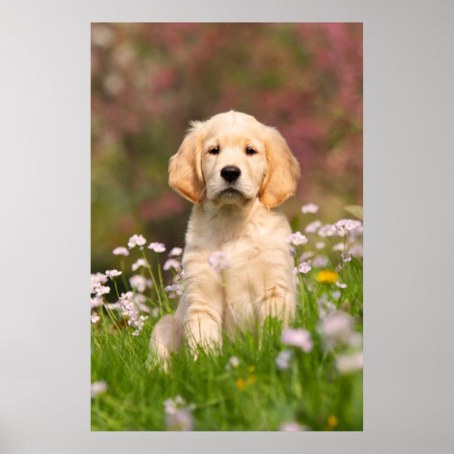 Golden Retriever puppy en söt Goldie Poster (Framsidan)