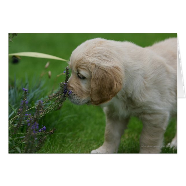 Golden Retriever Puppy Hälsningskort (Framsidan Horizontal)