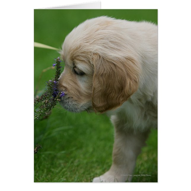 Golden Retriever Puppy Hälsningskort (Framsidan)