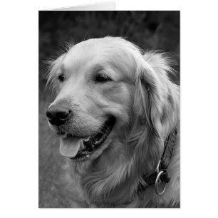 Golden Retriever Puppy Hund Blank OBS Kort