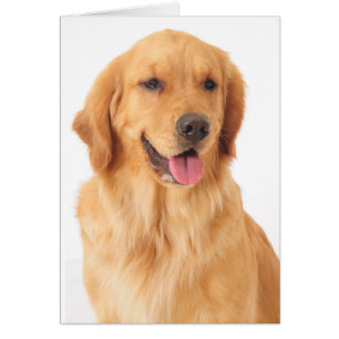 Golden Retriever Puppy Hund Blank OBS Kort