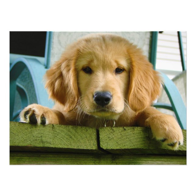 Golden Retriever Puppy Hund Canis Lupus Familiaris Fototryck (Framsidan)