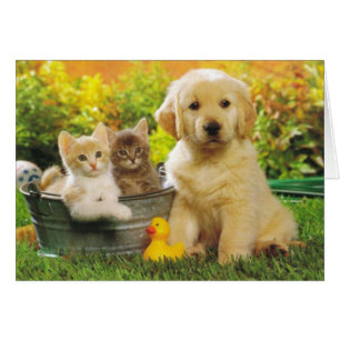 Golden Retriever Puppy Hund och Kittens Blank OBS Kort