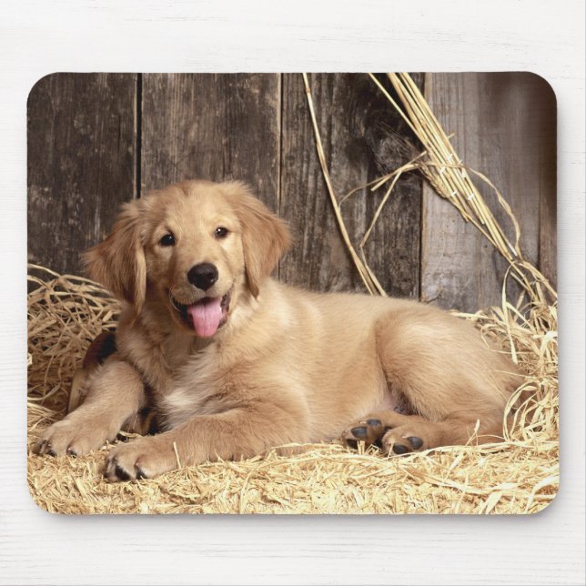 Golden Retriever Puppy Hund Rustic Barn Musmatta (Framsidan)