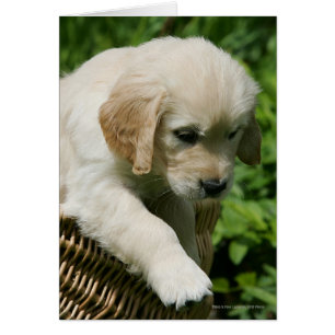 Golden Retriever Puppy i Basket Hälsningskort