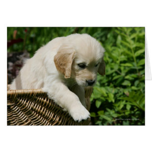 Golden Retriever Puppy i Basket Hälsningskort