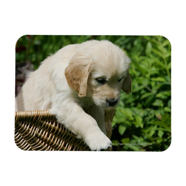 Golden Retriever Puppy i Basket Magnet (Horisontell)