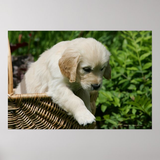 Golden Retriever Puppy i Basket Poster (Framsidan)