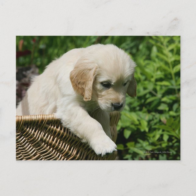 Golden Retriever Puppy i Basket Vykort (Framsida)