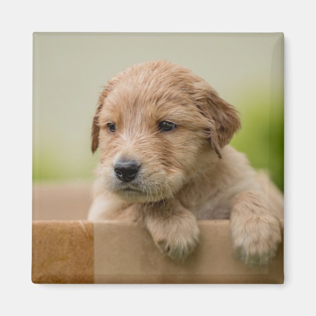 Golden Retriever Puppy i box Magnet (Framsidan)