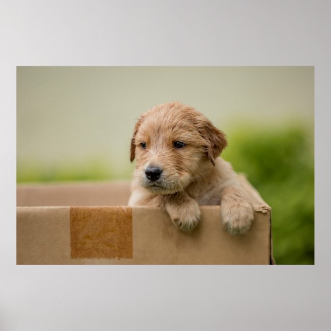 Golden Retriever Puppy i box Poster (Framsidan)