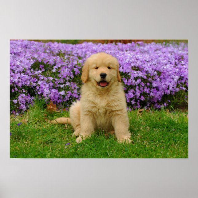 Golden Retriever Puppy in bed of Lavender Phlox Poster (Framsidan)