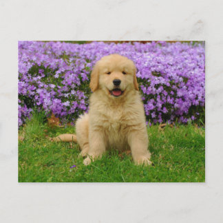 Golden Retriever Puppy in bed of Lavender Phlox Vykort