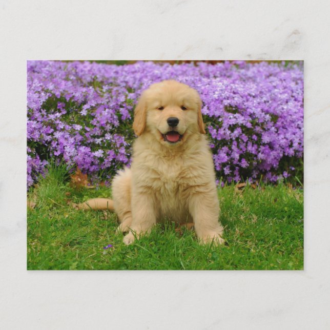 Golden Retriever Puppy in bed of Lavender Phlox Vykort (Framsida)