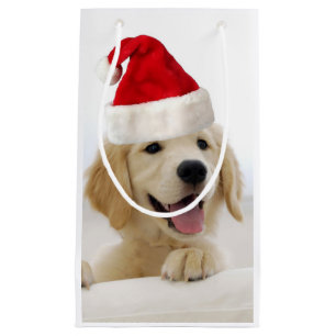 Golden Retriever Puppy-jul