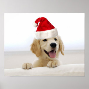 Golden Retriever Puppy-julen Poster