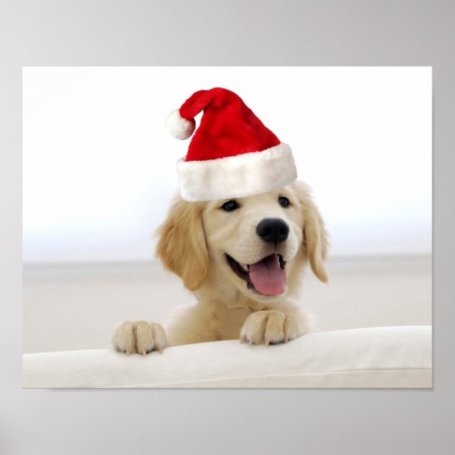 Golden Retriever Puppy-julen Poster (Framsidan)