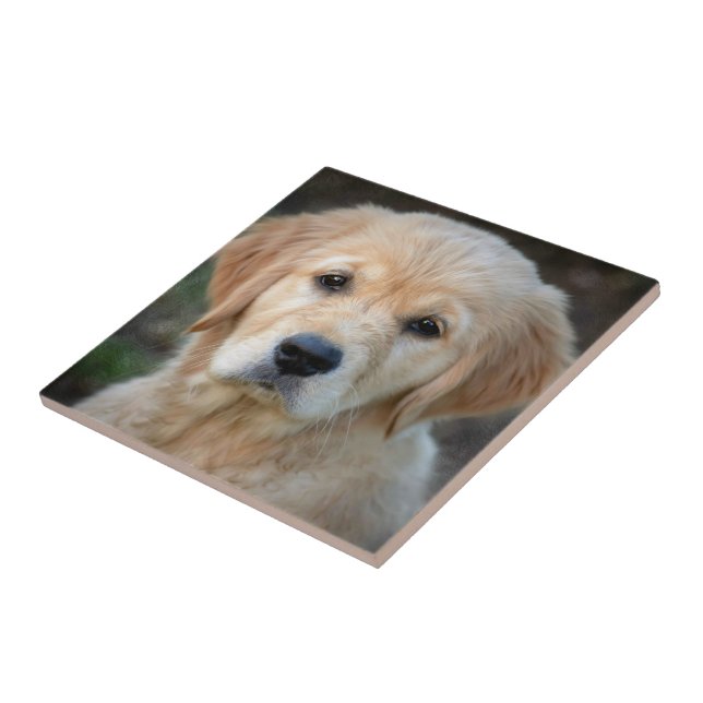 Golden Retriever Puppy Kakelplatta (Sidan)