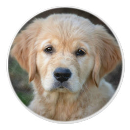 Golden Retriever Puppy Knopp