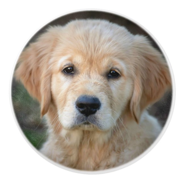 Golden Retriever Puppy Knopp (Framsidan)