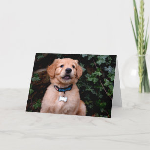 Golden Retriever Puppy Kort