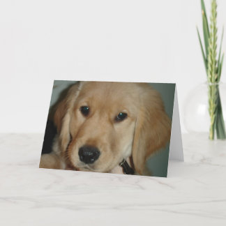 Golden Retriever Puppy Kort
