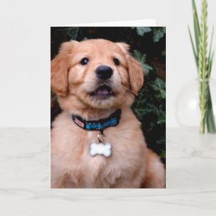 Golden Retriever Puppy Kort