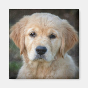Golden Retriever Puppy Magnet