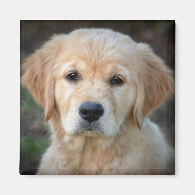 Golden Retriever Puppy Magnet (Framsidan)