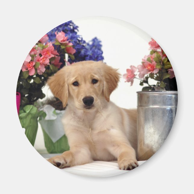  Golden Retriever Puppy Magnet (Framsidan)