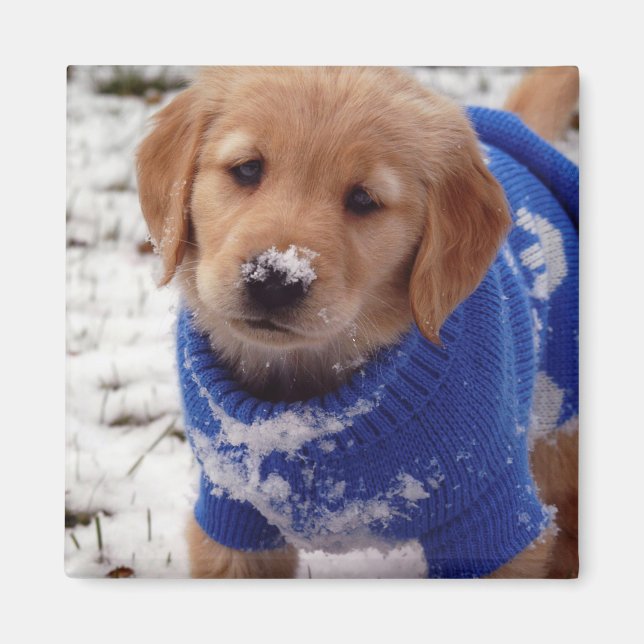 Golden Retriever Puppy Magnet (Framsidan)