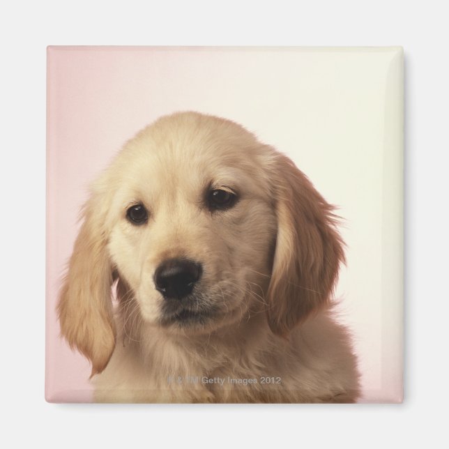 Golden Retriever Puppy Magnet (Framsidan)