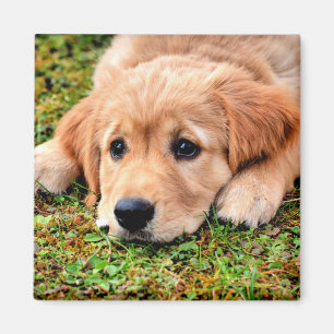 Golden Retriever Puppy Magnet