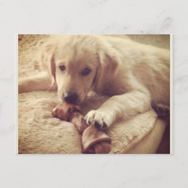 Golden Retriever Puppy med ben Vykort (Framsida)