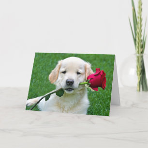 Golden Retriever Puppy med Röd ros Kort