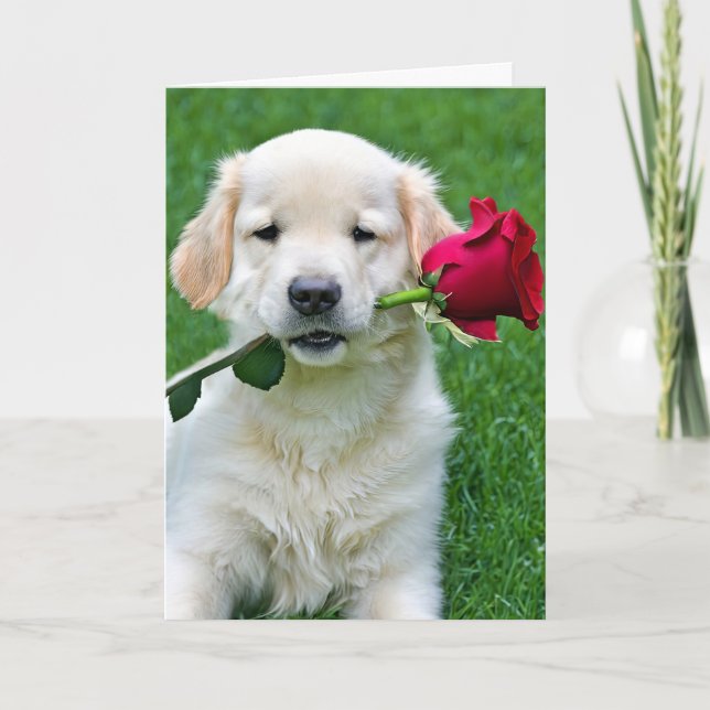 Golden Retriever Puppy med Röd ros Kort (Framsida)