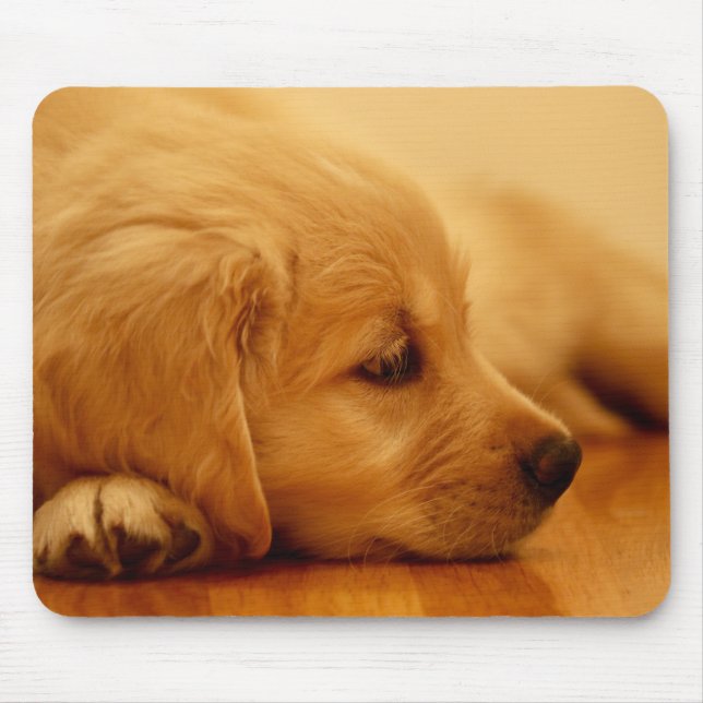 Golden Retriever Puppy Musmatta (Framsidan)